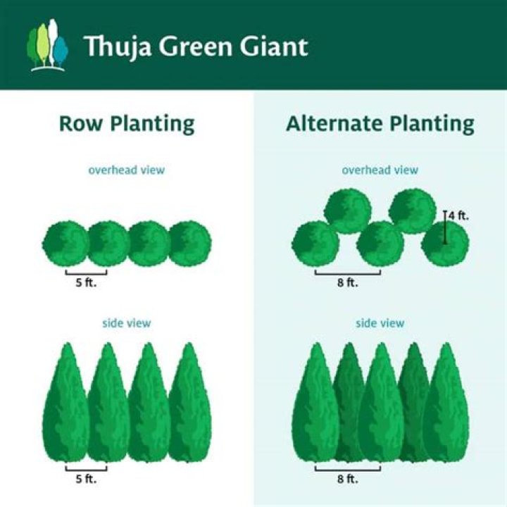 How far apart should you plant Thuja Green Giants?
