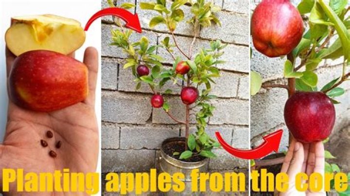 How far away do you plant apple trees from each other?
