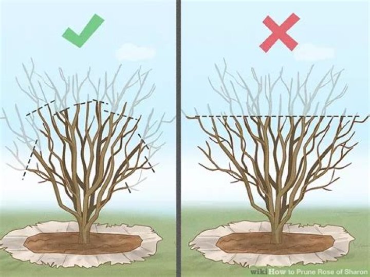 How far can you cut back crepe myrtles?