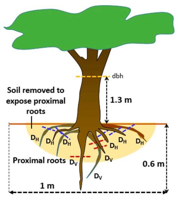 How far do ash roots spread?
