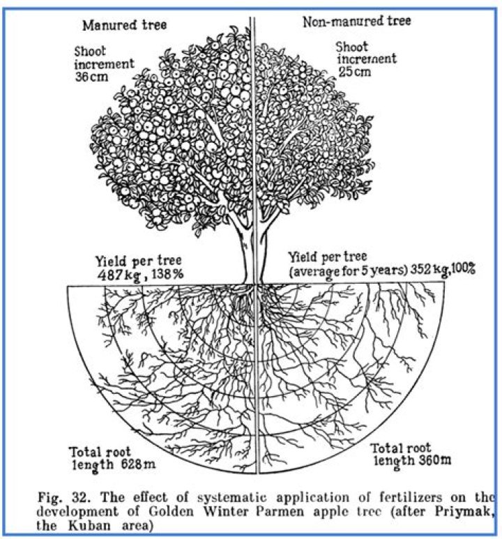 How far do mountain ash roots spread?