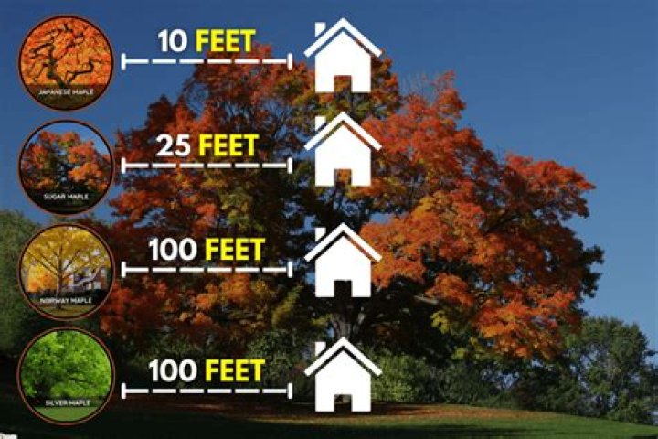How far from foundation should a maple tree be planted?