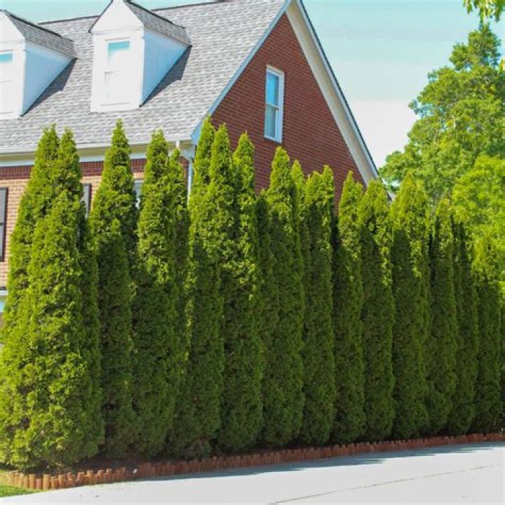 How far from my property line should I plant emerald green arborvitae?
