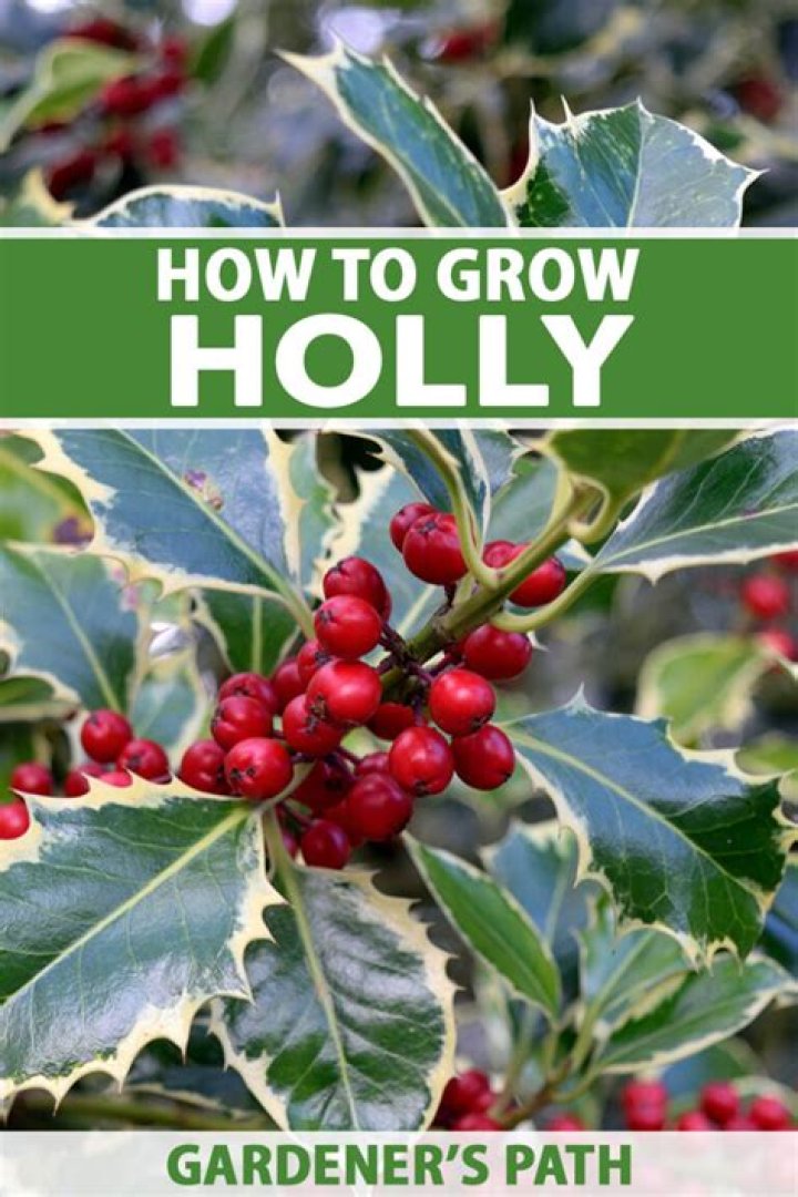 How far north does holly grow?