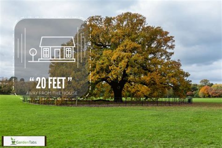 How far should a red oak tree be from a house?