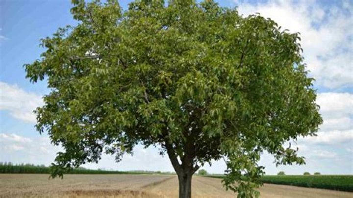 How far should a walnut tree be from a house?
