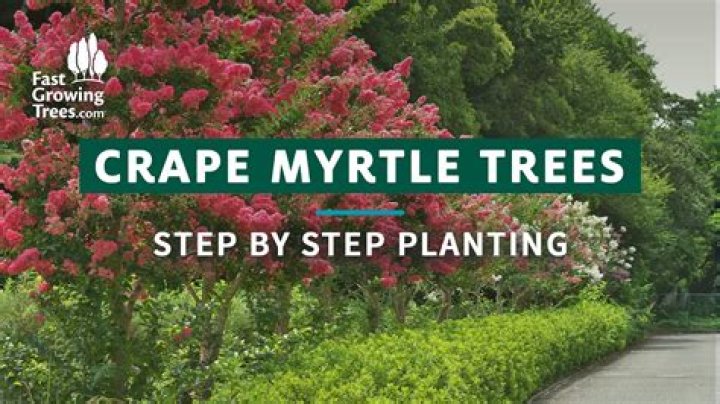 How far should I plant a crape myrtle from house?