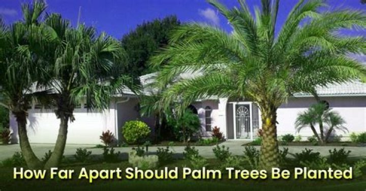 How far should tall trees be from house?