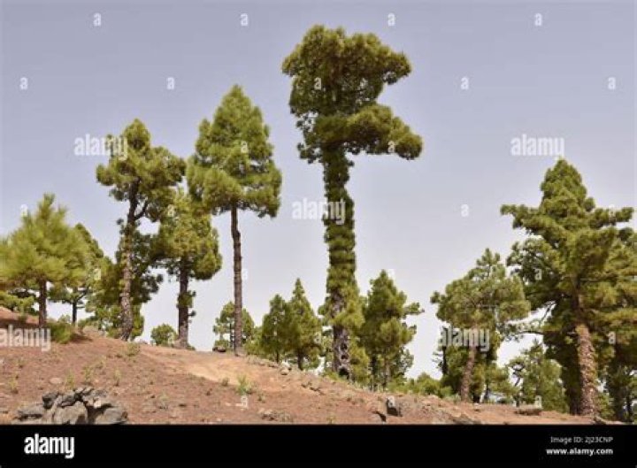 How fast do Canary island pines grow?