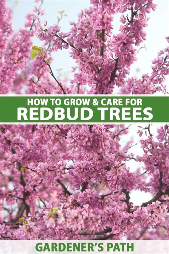 How fast do copper beech trees grow?