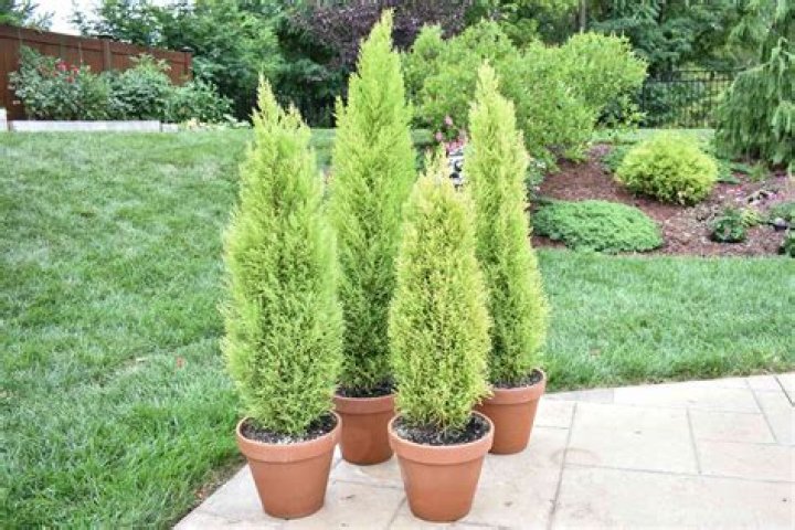 How fast do cypress evergreens grow?