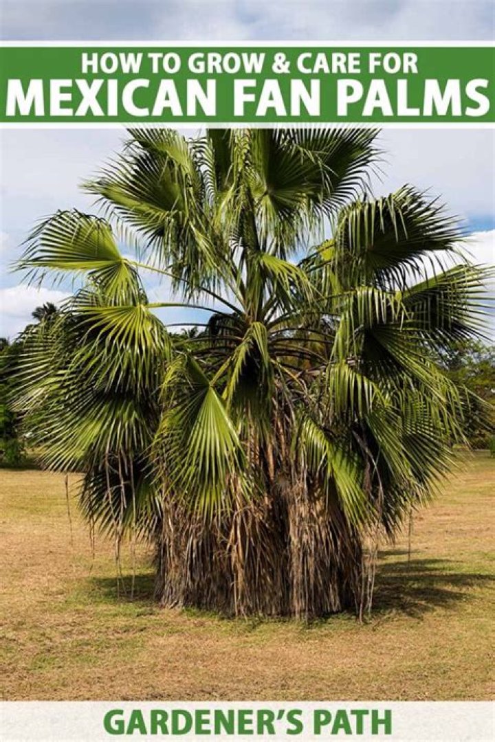 How fast do hybrid fan palms grow?