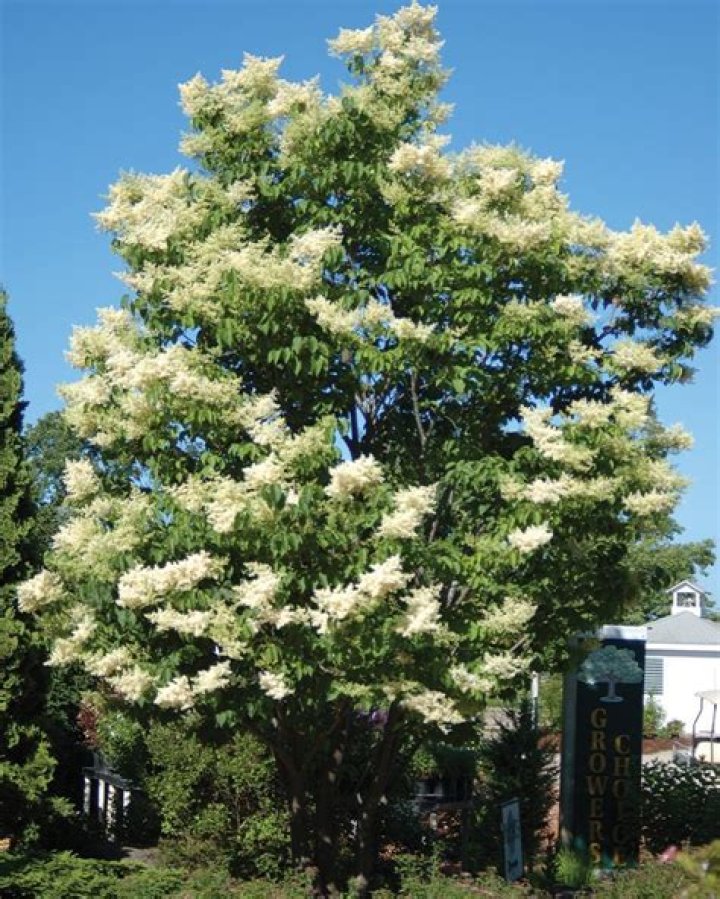 How fast do ivory silk lilac trees grow?