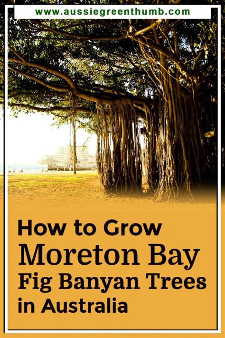 How fast do Moreton Bay Figs grow?