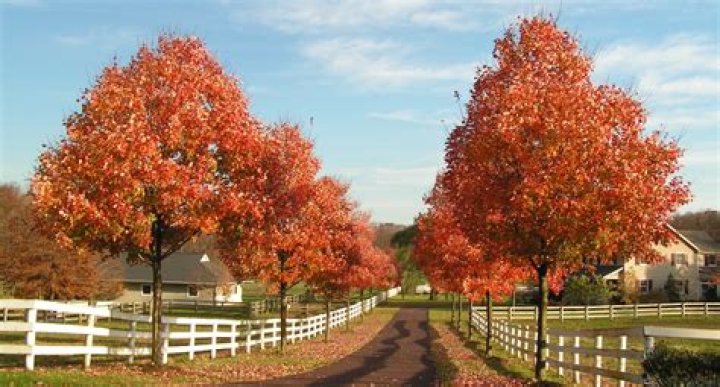 How fast do October Glory red maples grow?
