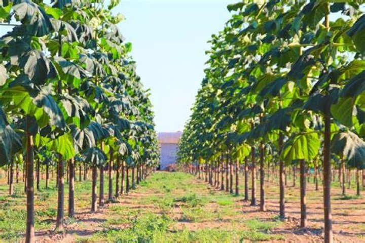 How fast do paulownia trees grow?