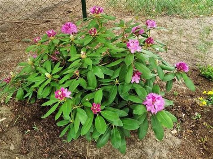 How fast do rhododendrons grow?