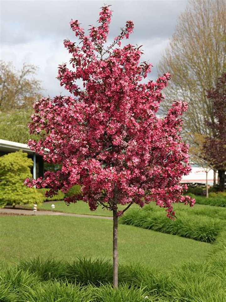 How fast do royal raindrop crabapple trees grow?