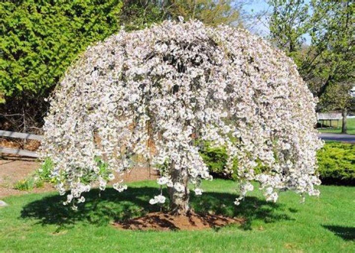 How fast do snow fountain cherry trees grow?