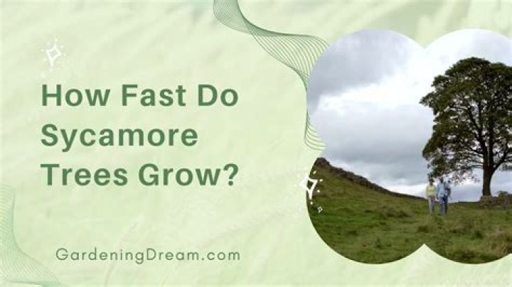 How fast do sycamores grow?