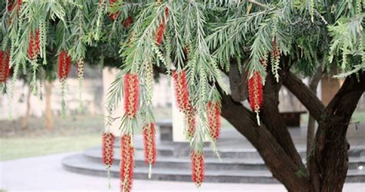 How fast do weeping bottle brush trees grow?