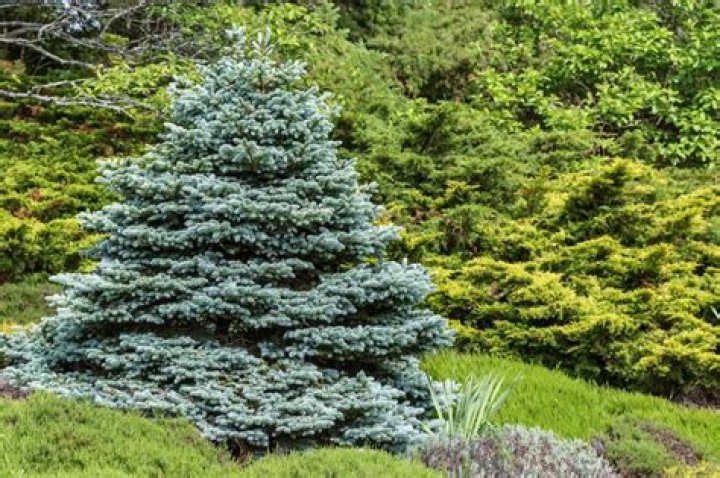 How fast does a blue spruce grow?