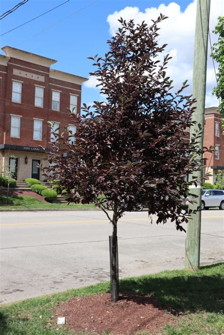 How fast does a Canada red chokecherry tree grow?
