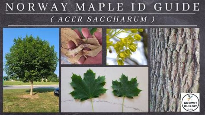 How fast does a Crimson King Norway maple grow?