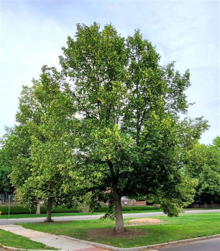 How fast does a Greenspire linden grow?