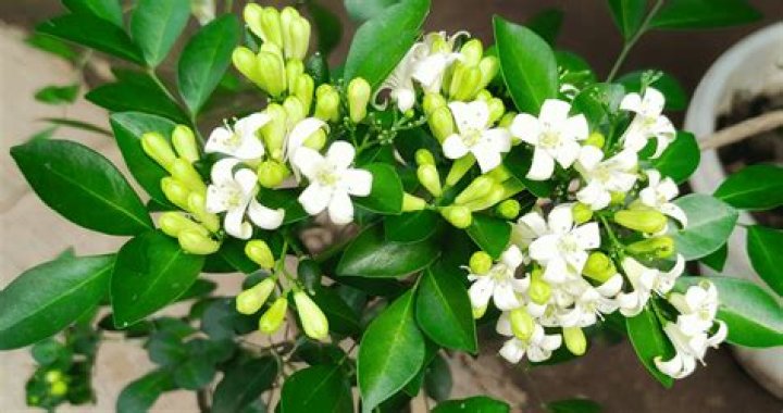 How fast does a murraya hedge grow?