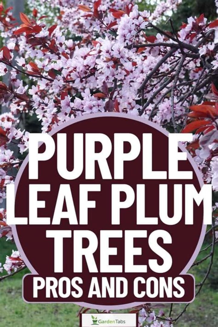 How fast does a purple-leaf plum tree grow?