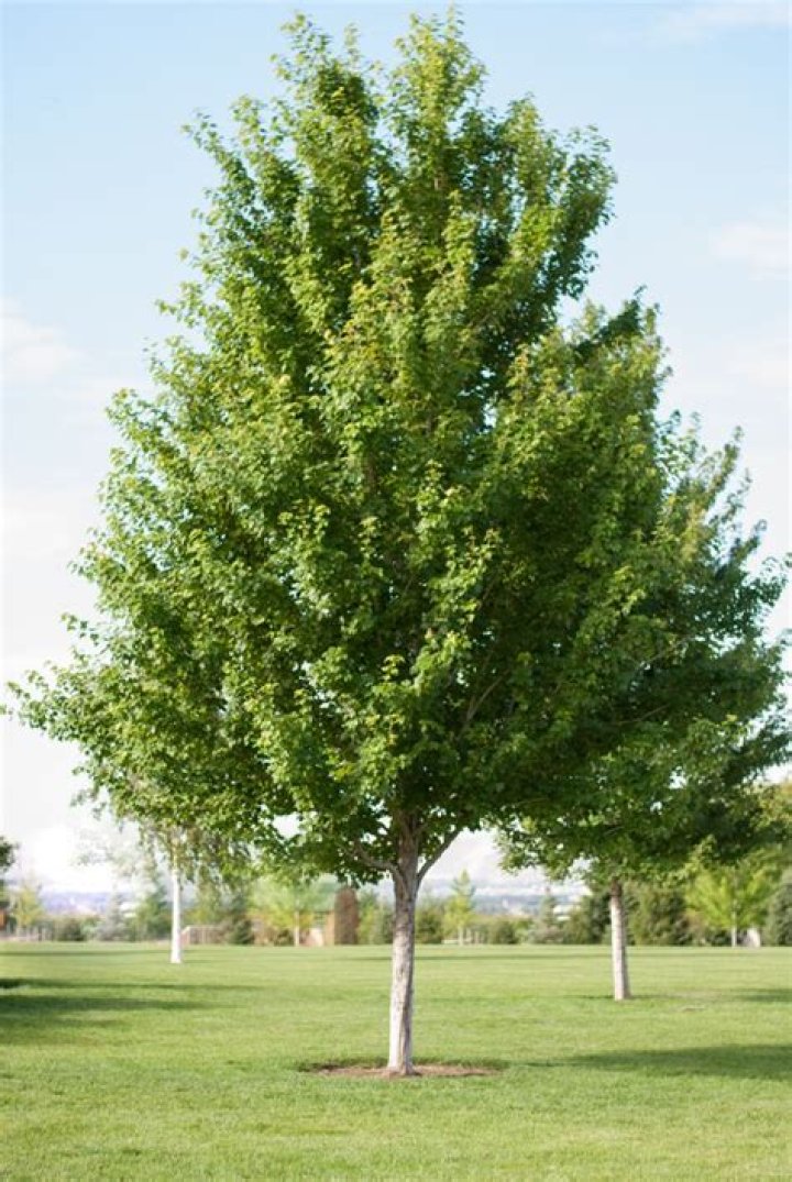 How fast does a Redpointe maple grow?