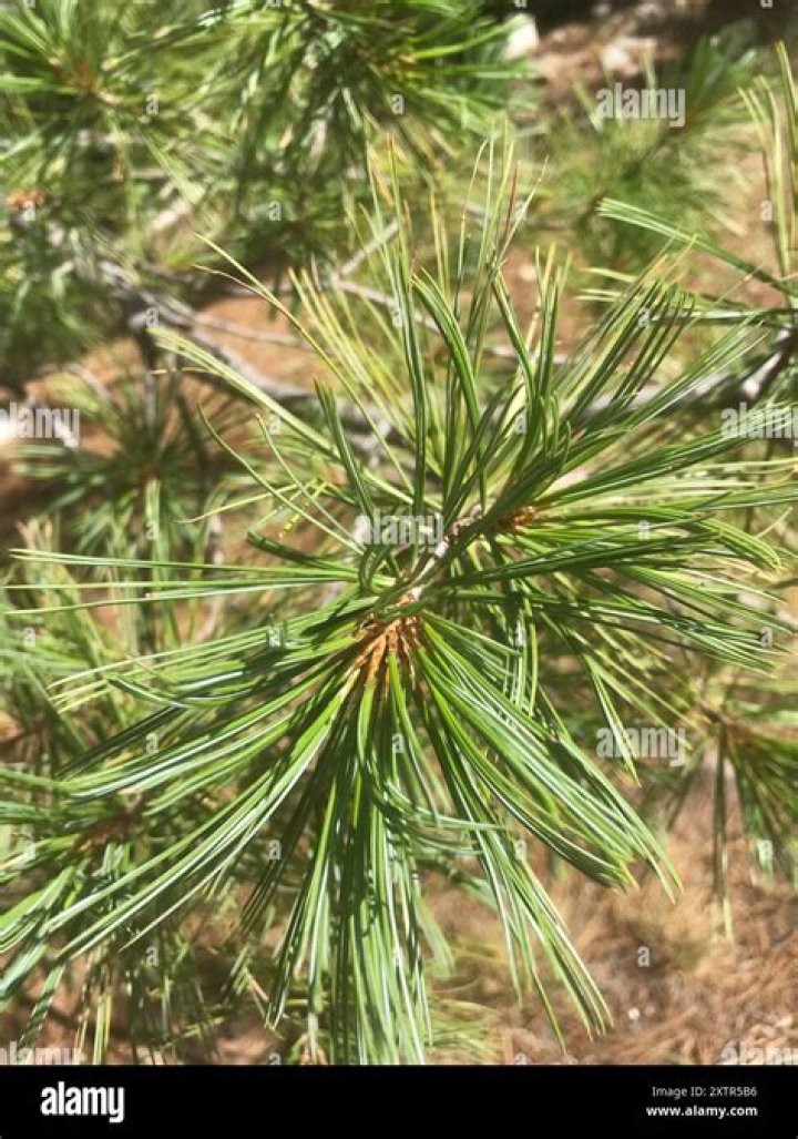 How fast does a southwestern white pine grow?