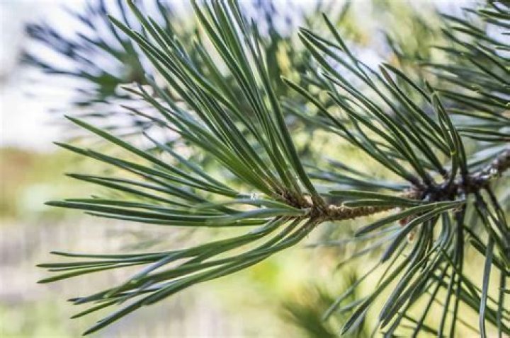 How fast does a vanderwolf pine grow?