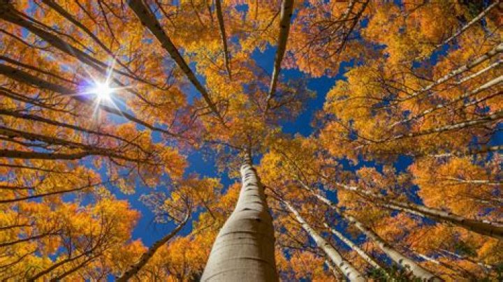 How fast does an aspen tree grow?