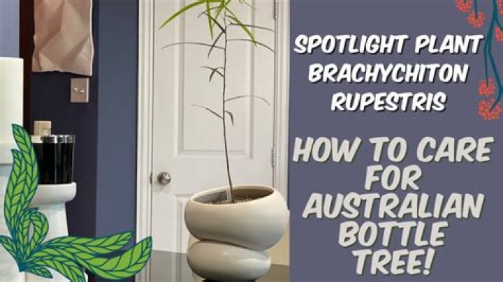 How fast does an Australian bottle tree grow?