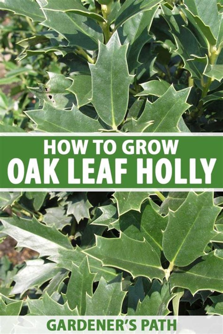 How fast does an oak leaf holly grow?