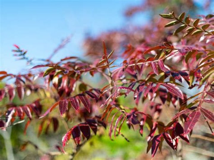 How fast does autumn purple ash grow?