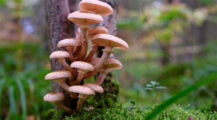 How fast does honey fungus spread?