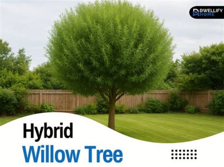 How fast does hybrid willow tree grow?