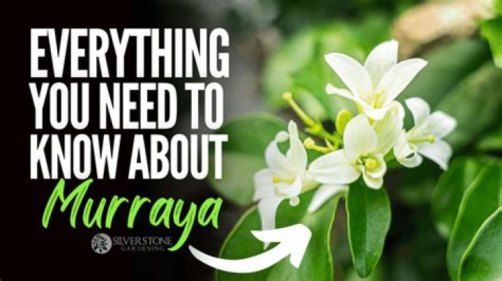 How fast does murraya grow?