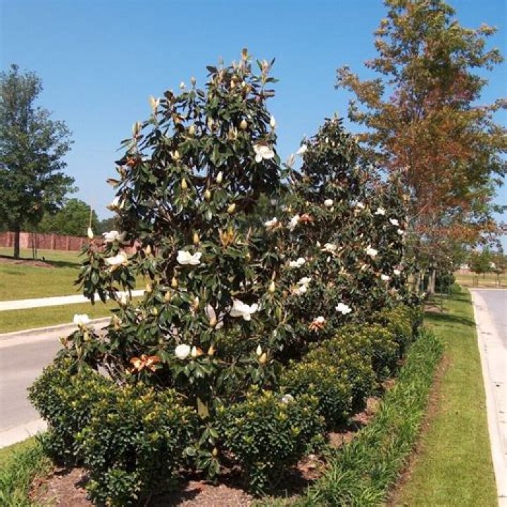 How fast Little Gem magnolia grows?