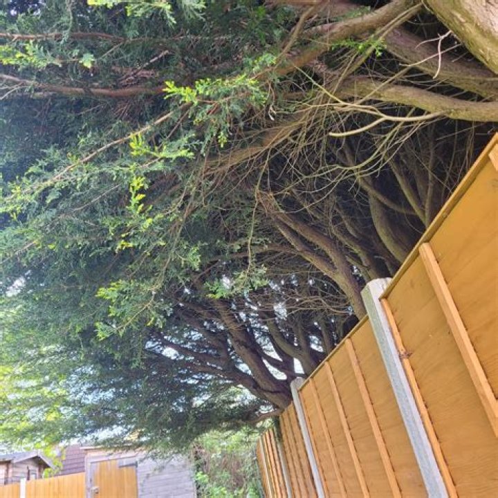 How high can your Neighbours trees be?