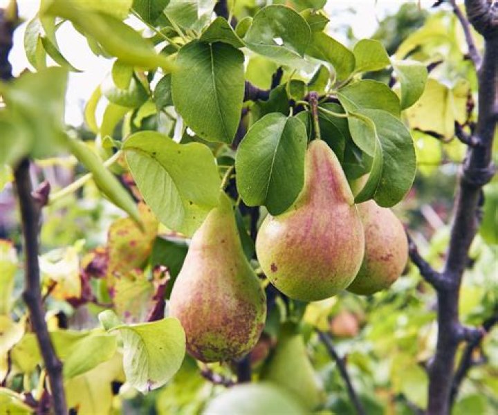 How high do ornamental pear trees grow?
