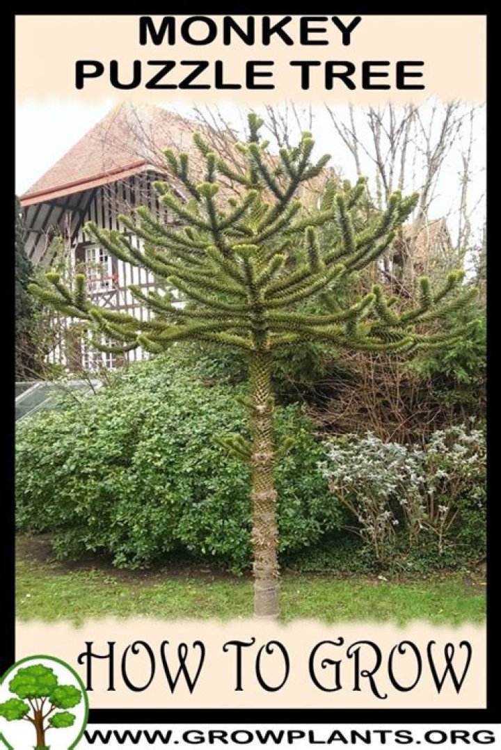 How high does a monkey puzzle tree grow?
