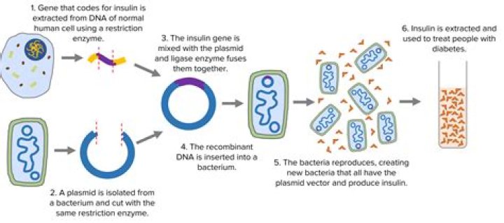 How is cheese made using bacteria?