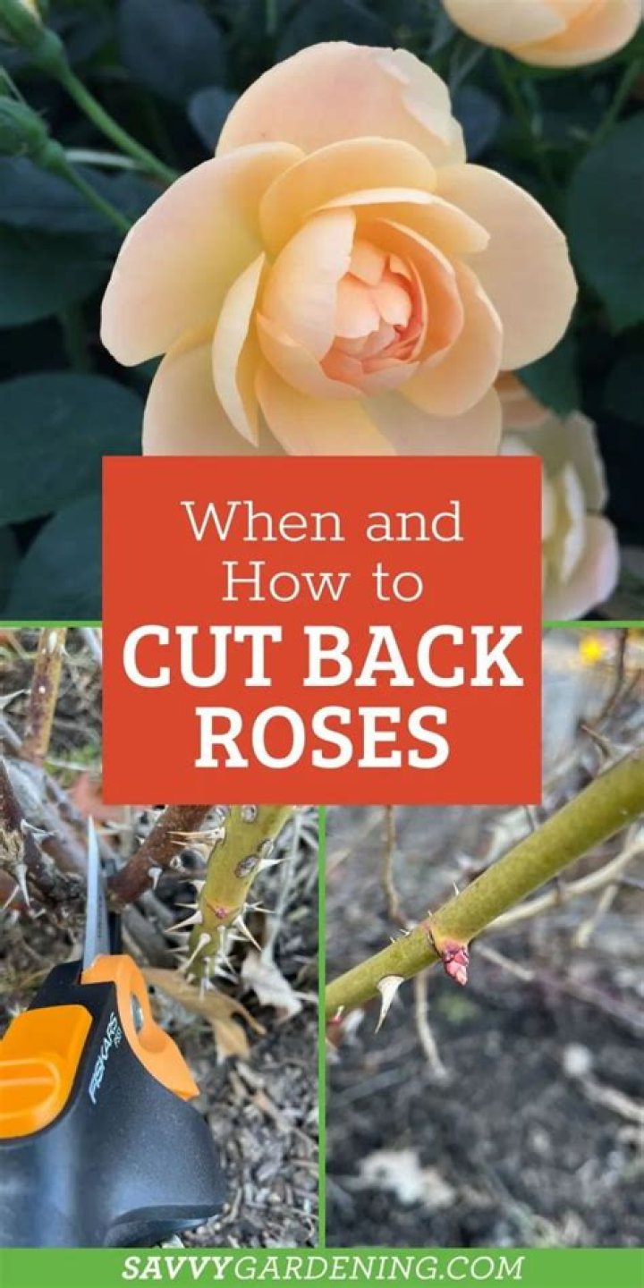 How late can you cut back rose bushes?