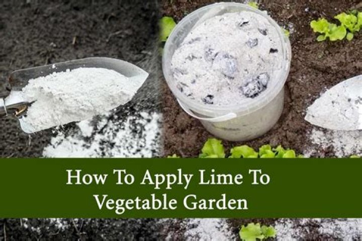 How long after applying lime can you apply fertilizer?