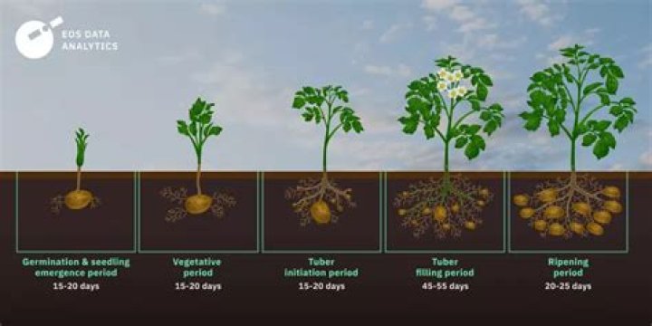 How long after planting a lemon tree will it grow?