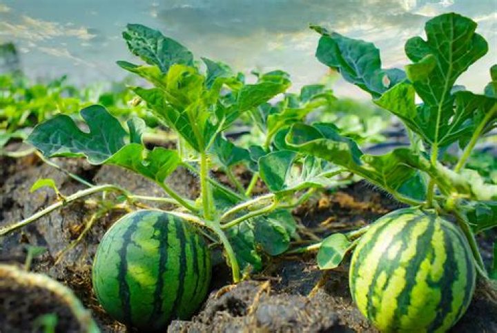 How long after planting do watermelons grow?